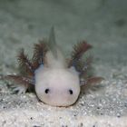 Axolotl