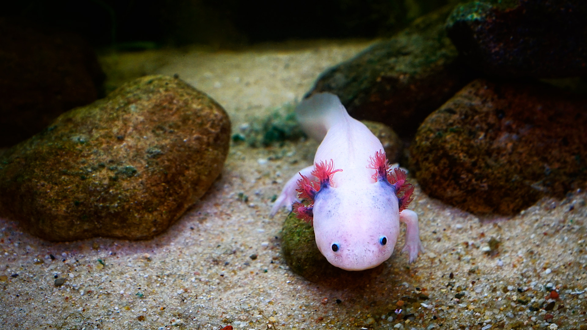 Axolotl