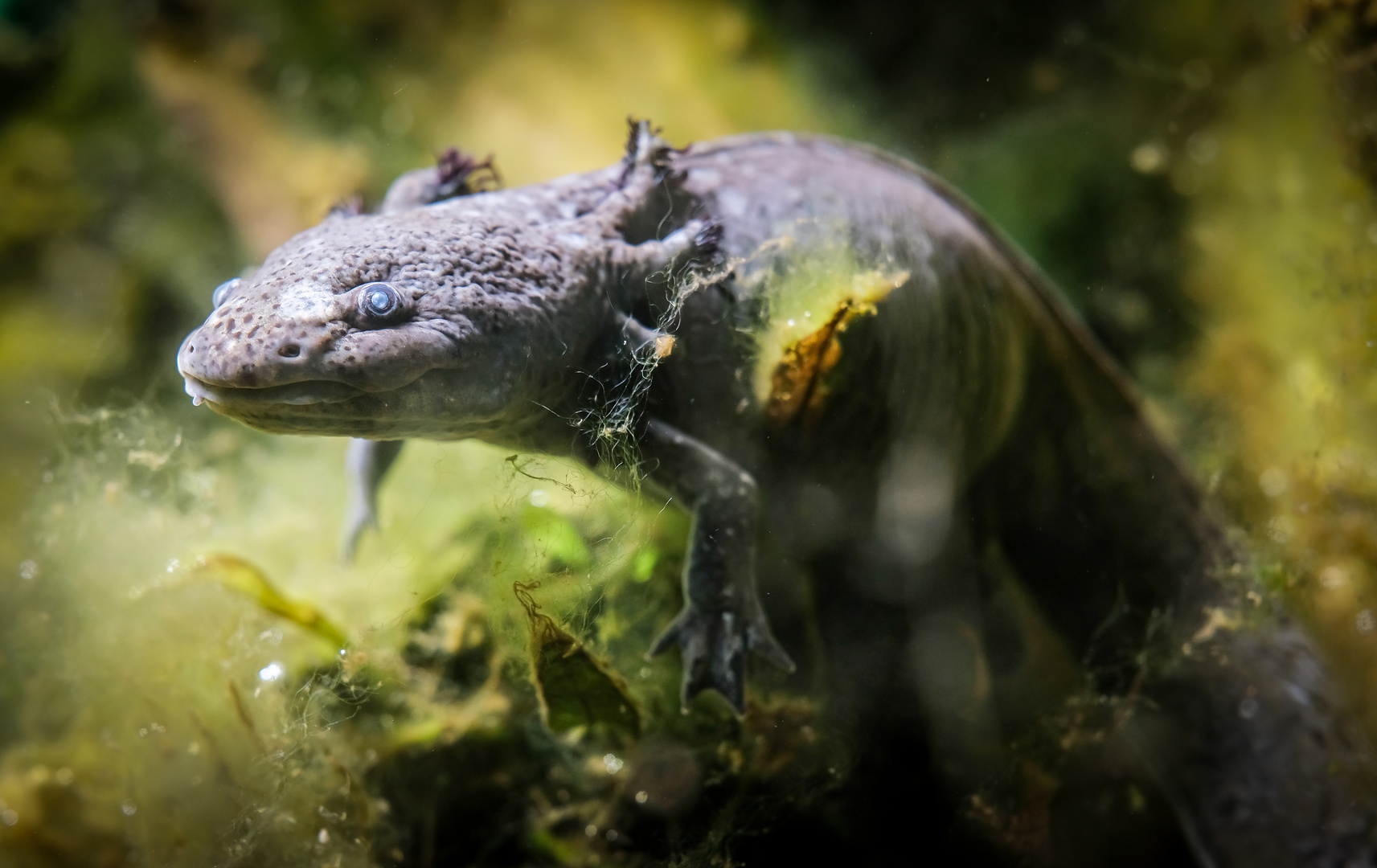 Axolotl