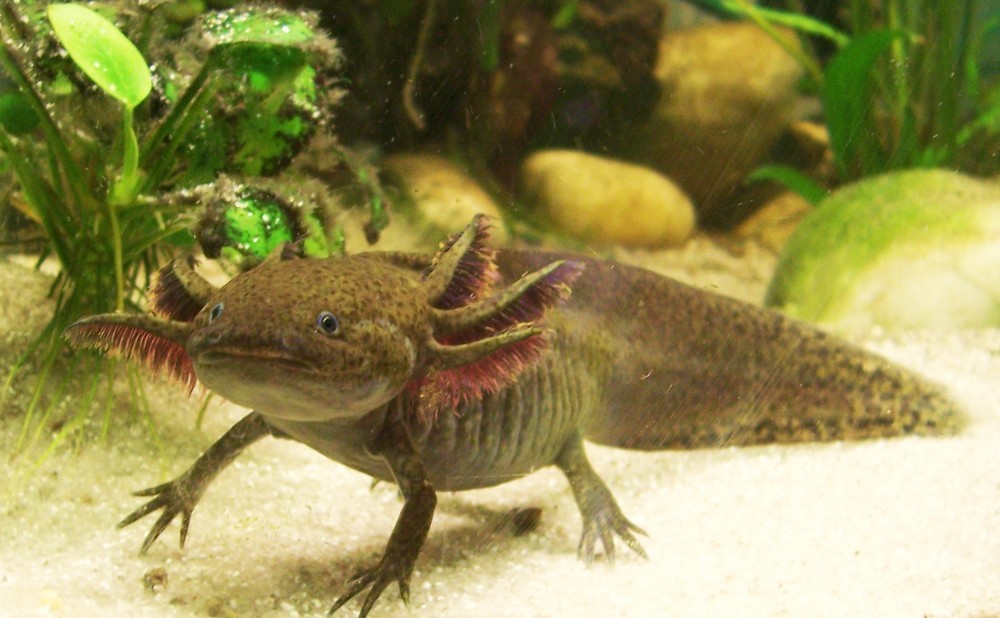 AXOLOTL