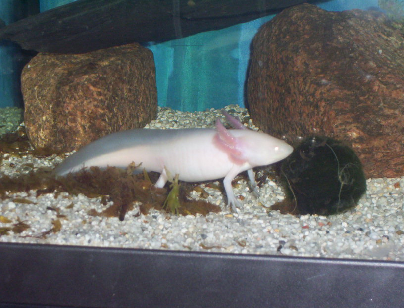 Axolotl