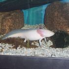 Axolotl