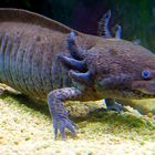 Axolotl . . .