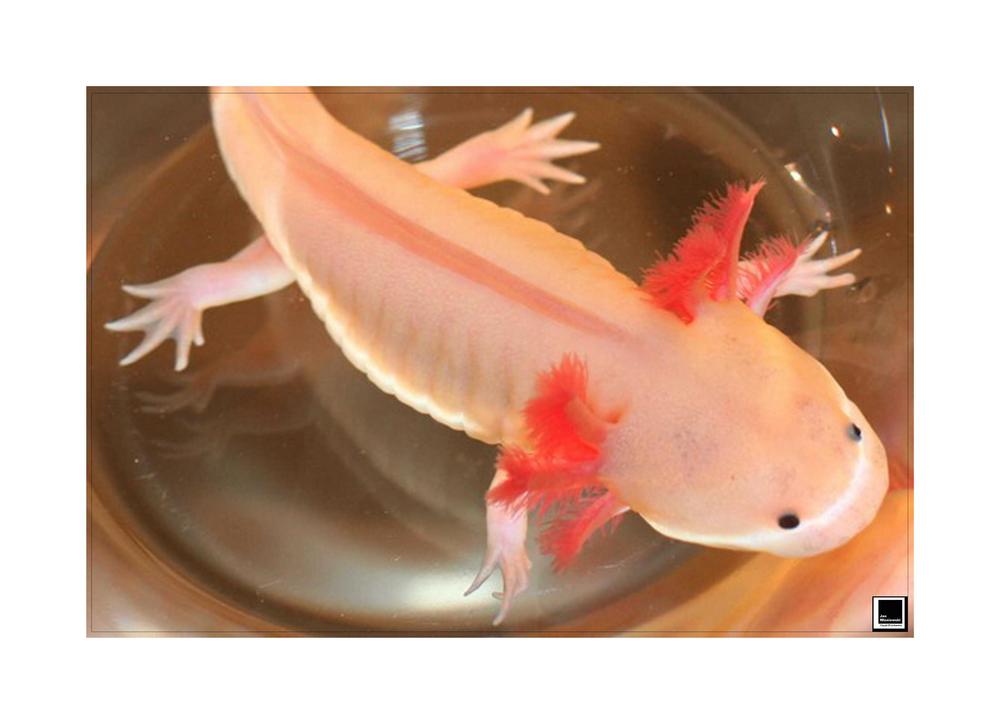 AXOLOTL