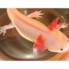 AXOLOTL