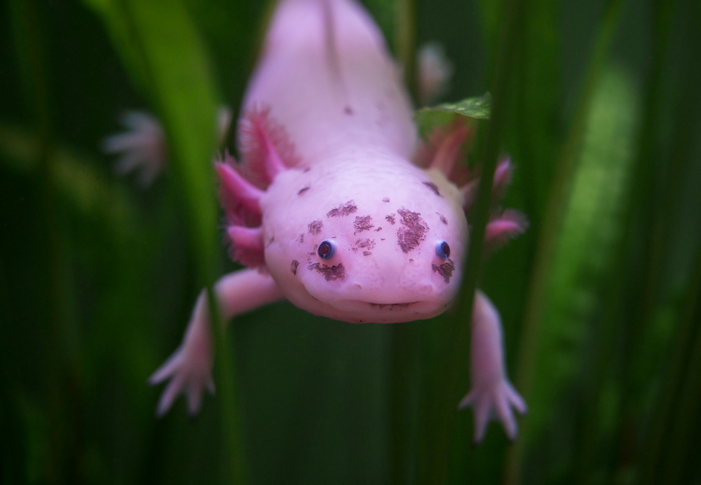 Axolotl