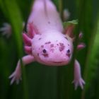 Axolotl