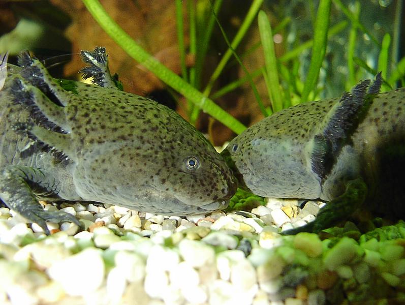 Axolotl