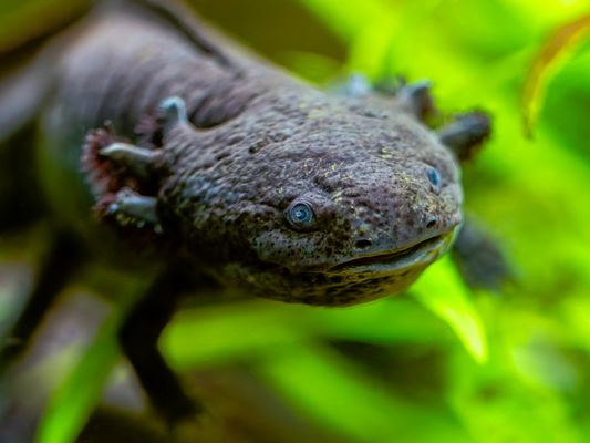 Axolotl