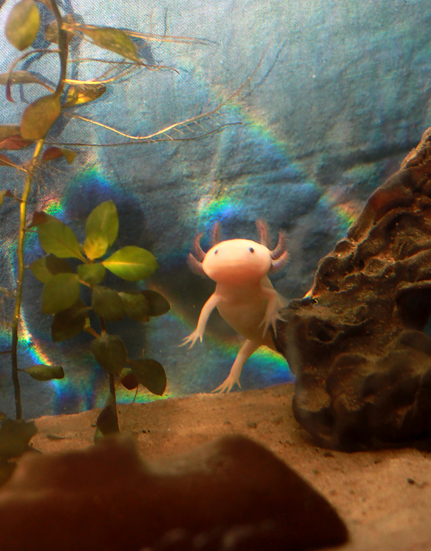 Axolotl Amaira :)