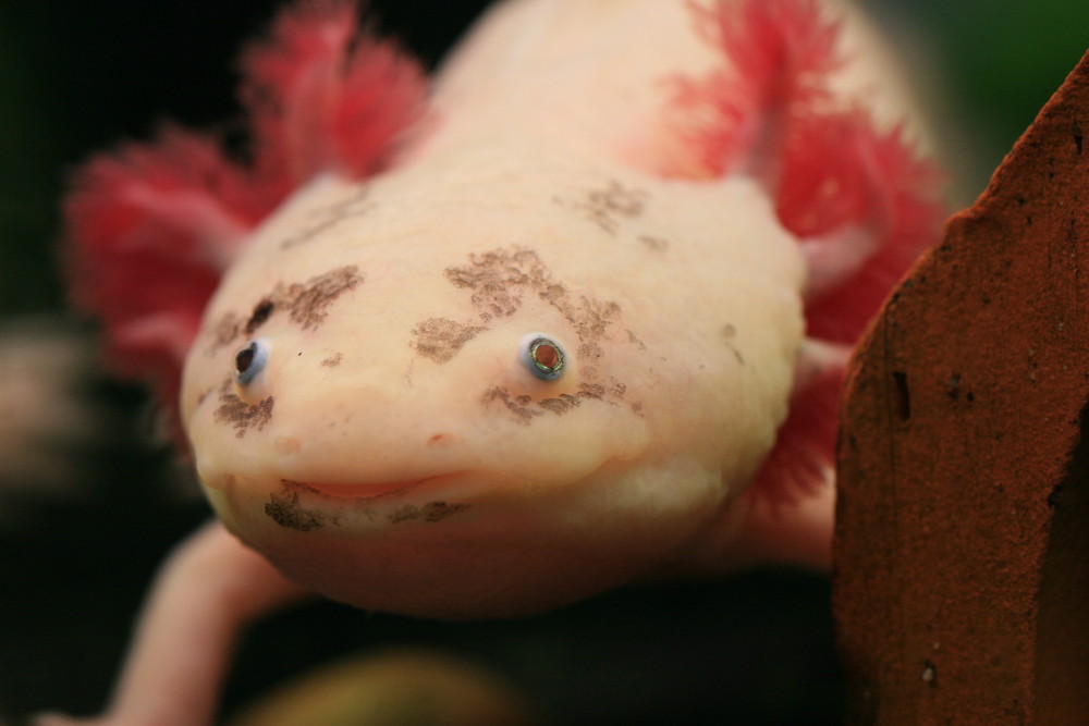 Axolotl - Ambystoma mexicanum (Teilalbino)