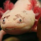 Axolotl - Ambystoma mexicanum (Teilalbino)