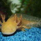 Axolotl