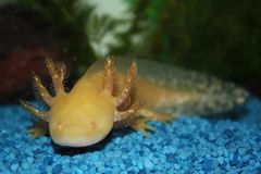 Axolotl