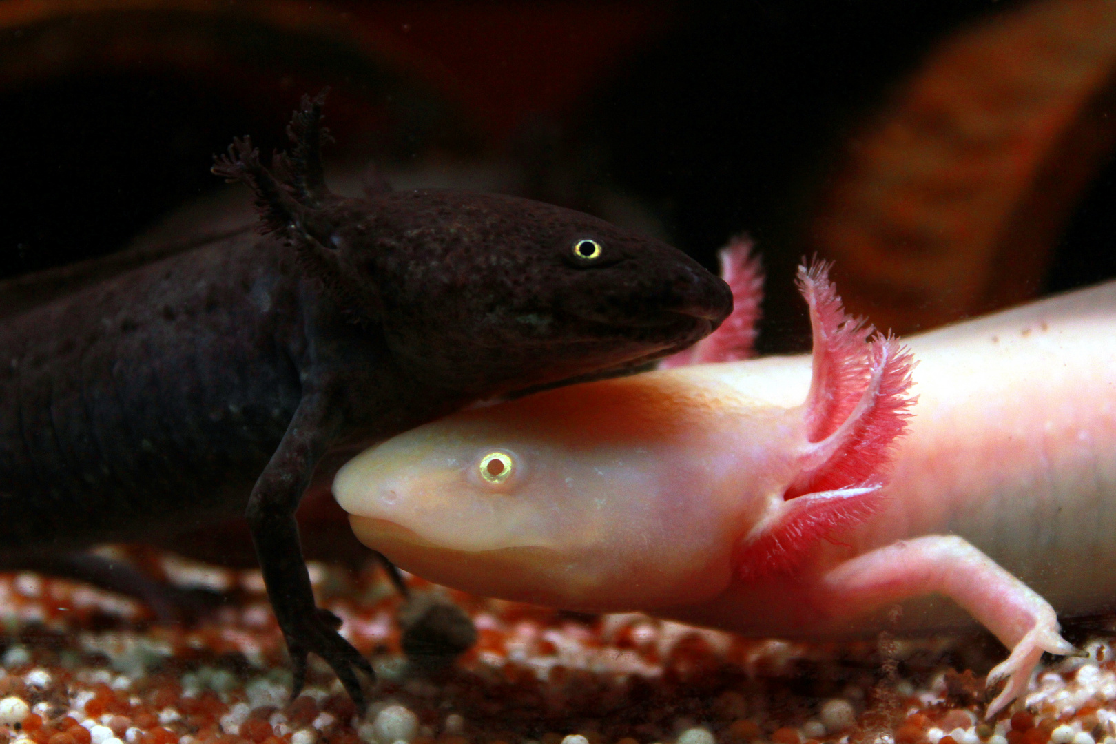 Axolotl Duo