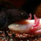 Axolotl Duo