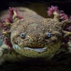 Axolotl