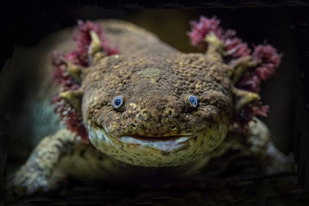 Axolotl