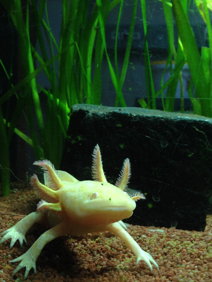 Axolotl - ein seltsames Wesen...