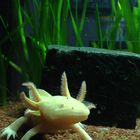 Axolotl - ein seltsames Wesen...