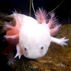 Axolotl