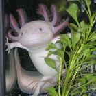 Axolotl hält wache
