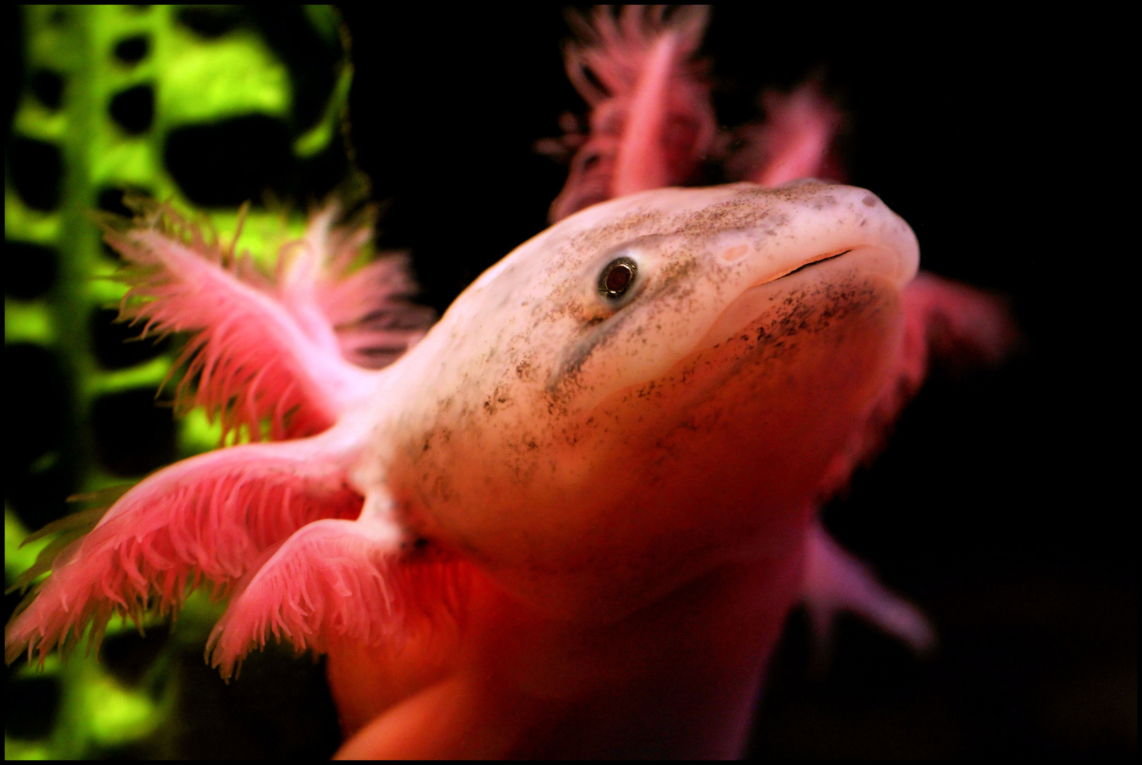 Axolotl Lola