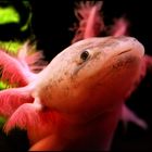 Axolotl Lola