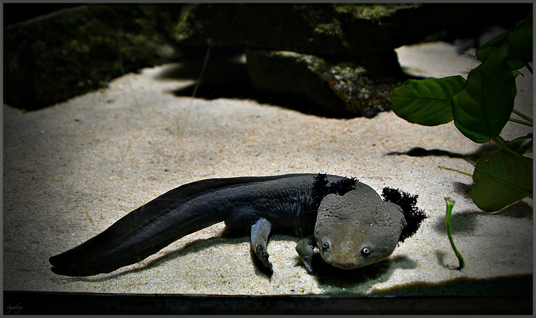 AXOLOTL - oder auch  „Wassermonster"