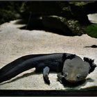 AXOLOTL - oder auch  „Wassermonster"