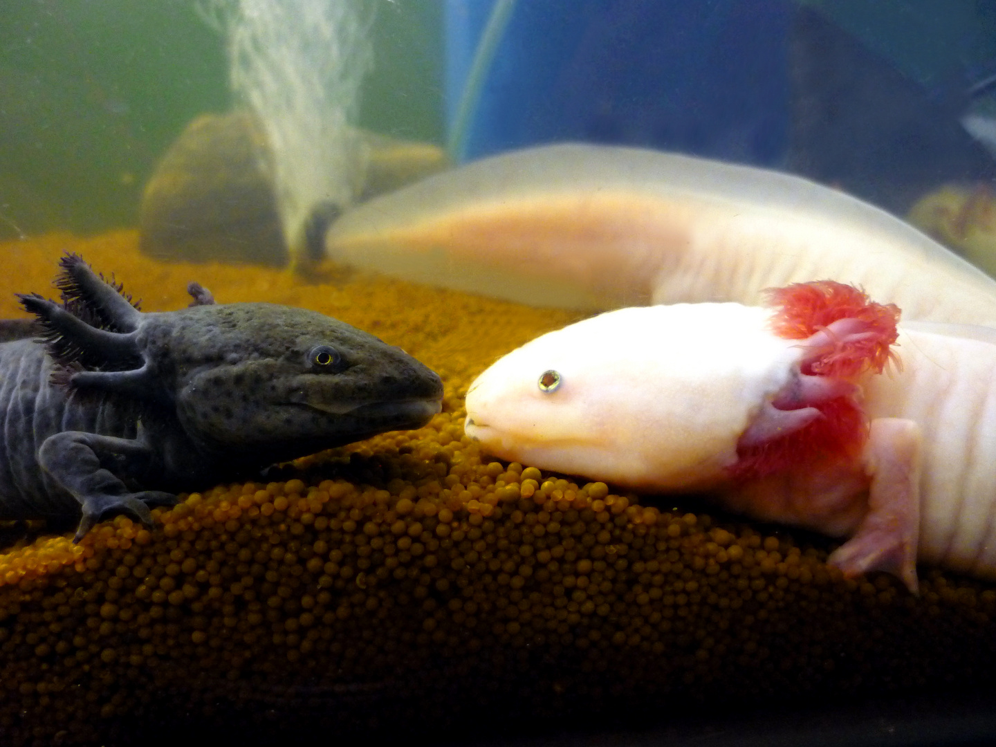 Axolotl Pärchen