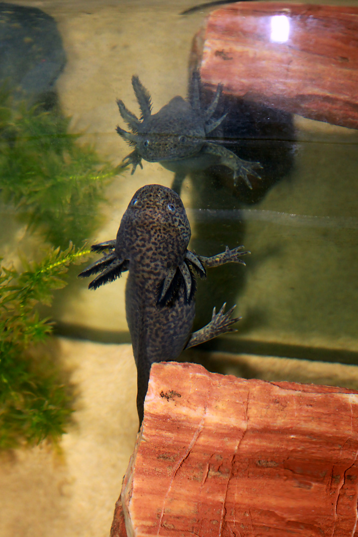 Axolotl Sélana in Selbstbetrachtung