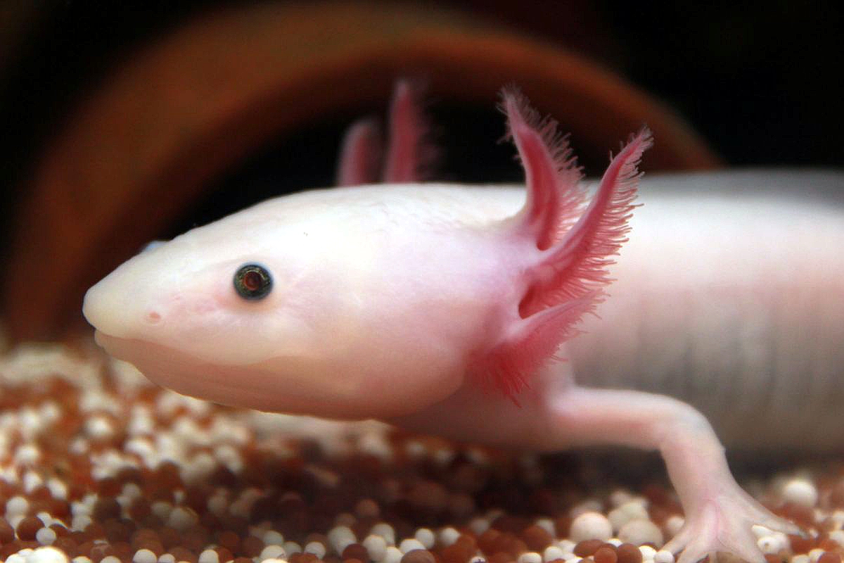 Axolotl Weißling Foto & Bild | tiere, haustiere, aquaristik Bilder auf