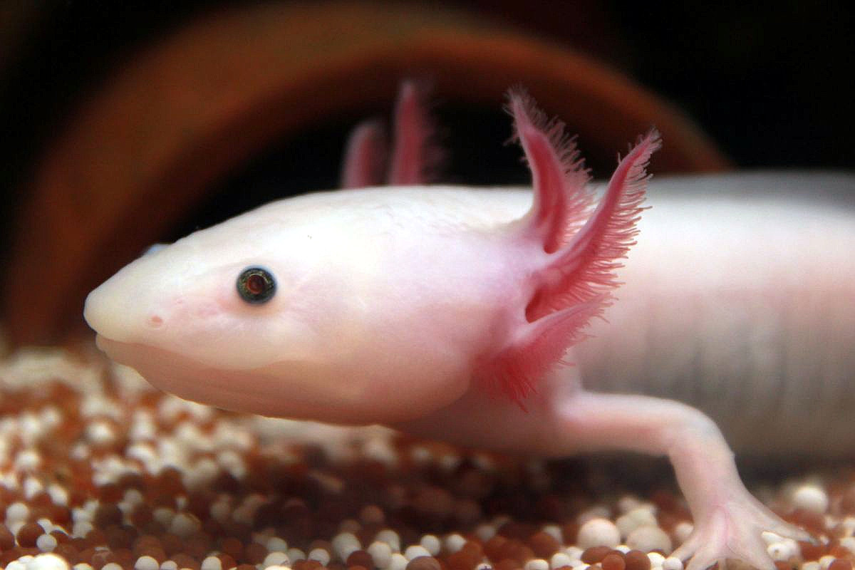 Axolotl Weißling