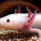 Axolotl Weißling