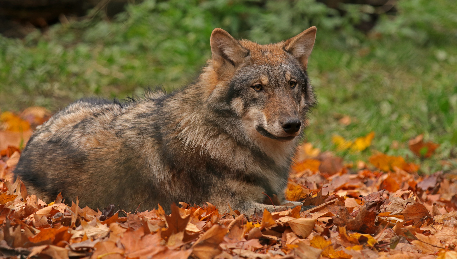 Ayasha im Herbstlaub