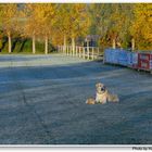 Ayer de la mañana, Bonnie está esperándome en el campo de deportes (Bonnie wartet auf mich)