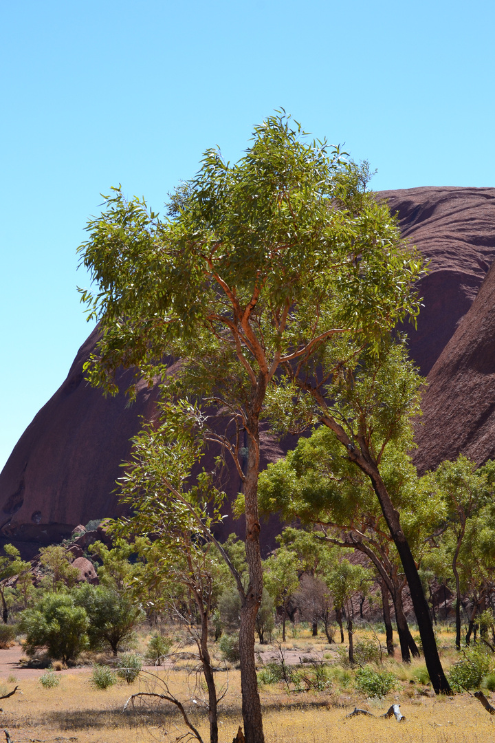 Ayers Rock (Uluru) Australien 2013