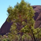 Ayers Rock (Uluru) Australien 2013