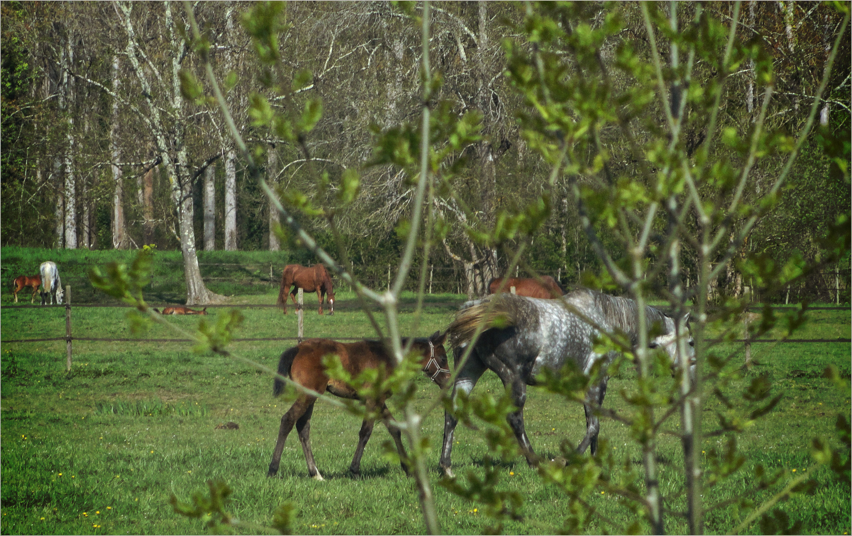 Ayguemorte les graves.16.04.12-2