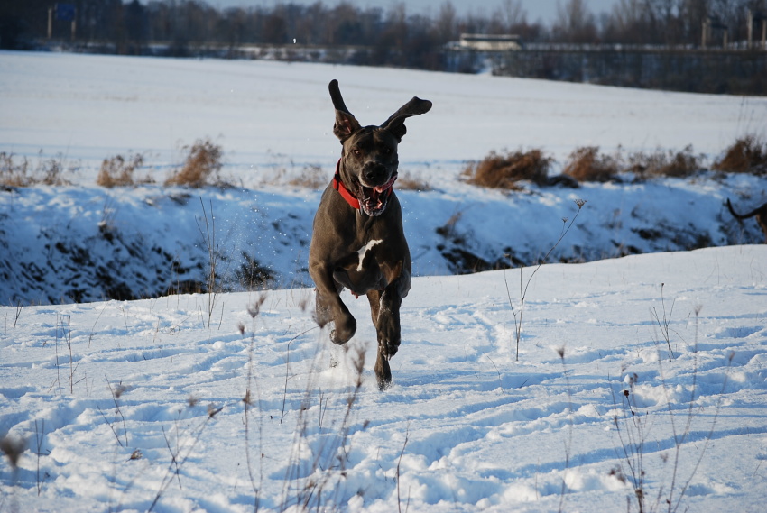 Ayla ... fliegende Ohren