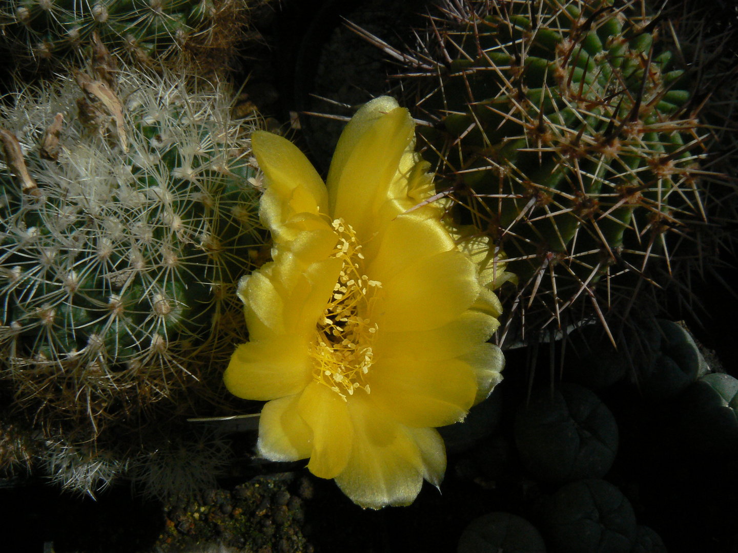 Aylostera Foto & Bild pflanzen, pilze & flechten, kakteen