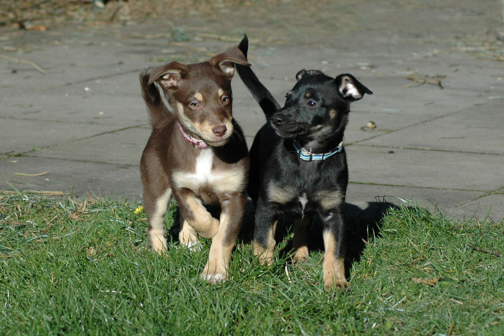 Ayra und Pebbles