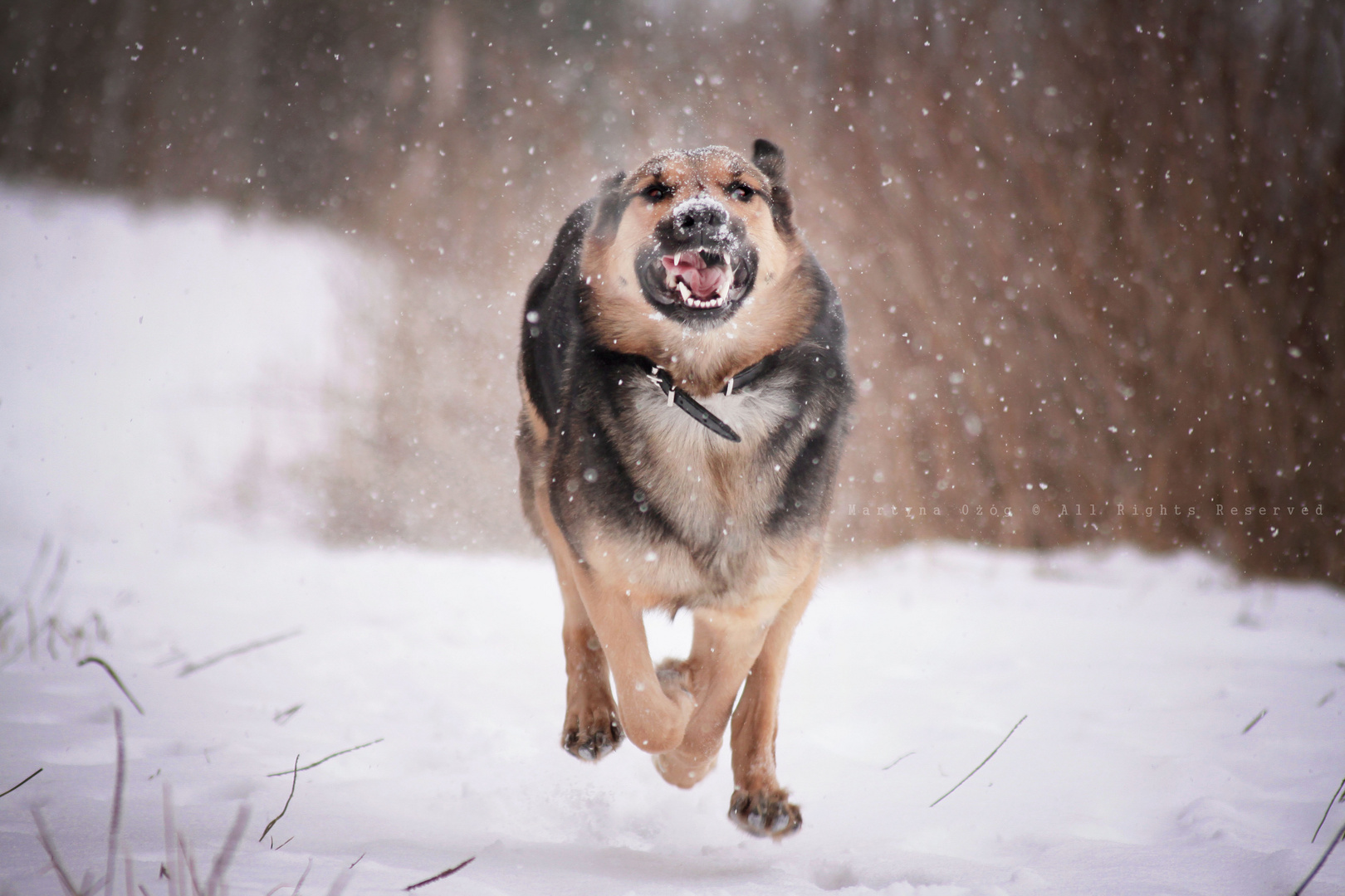 Ayrah im Schnee