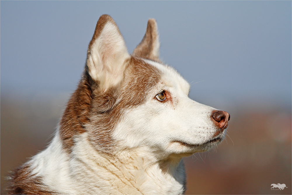 Aysha, eine ältere Siberian Husky Hündin