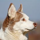 Aysha, eine ältere Siberian Husky Hündin