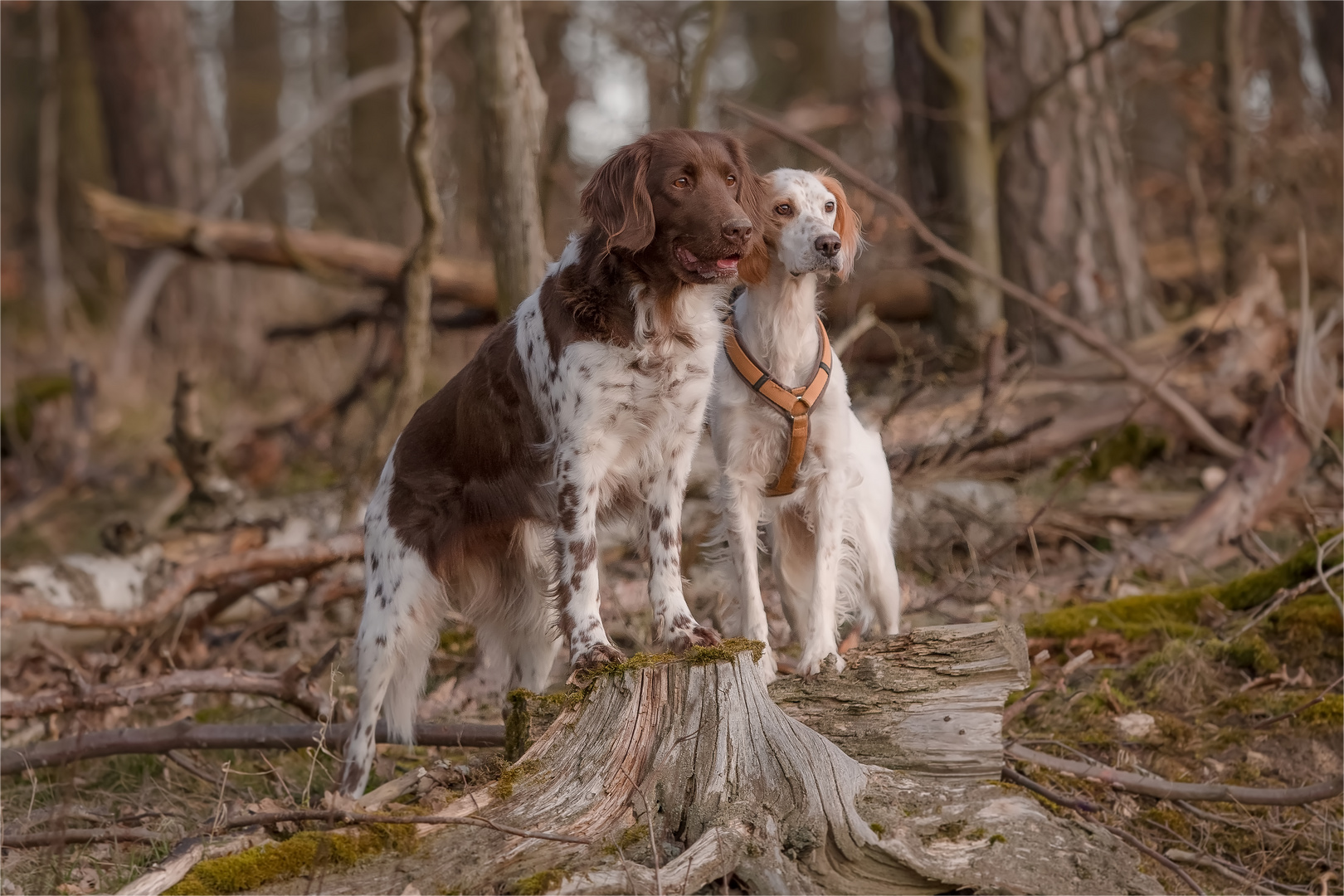 Aysha und Polly