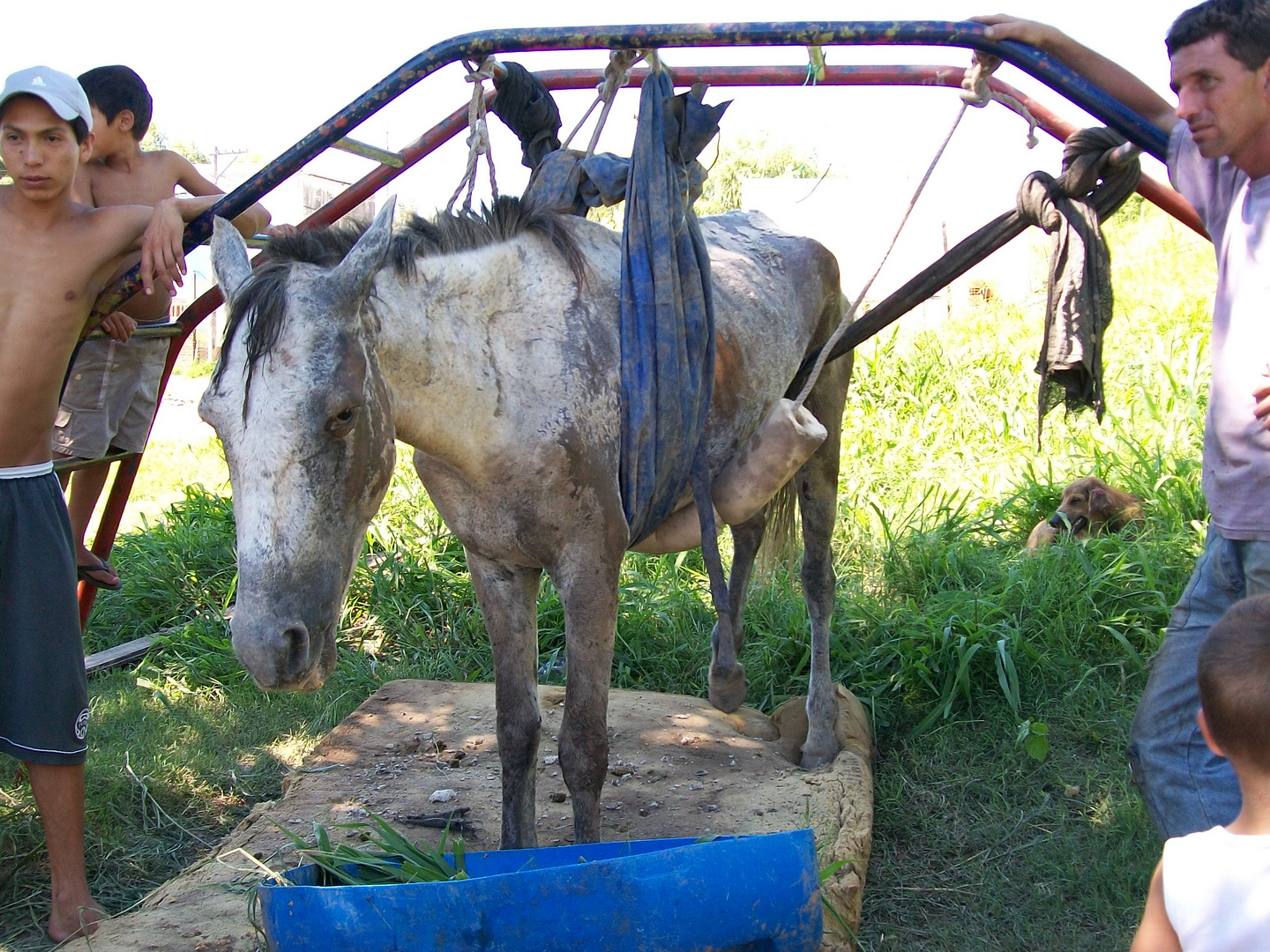 AYUDEMOS A LOS ANIMALES INDEFENSOS