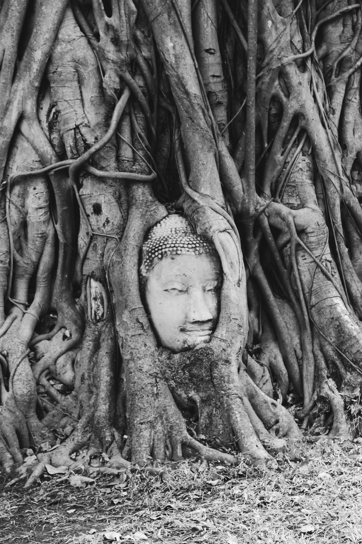 Ayutthaya Buddhakopf im Baum