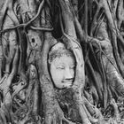 Ayutthaya Buddhakopf im Baum